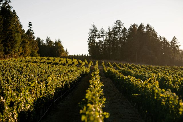 Vineyards and fog